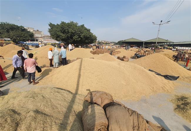Paddy procurement starts in Amritsar, govt agencies buy 81MT of produce