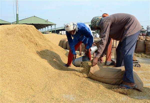 6.33L MT paddy arrives in Amritsar district grain markets