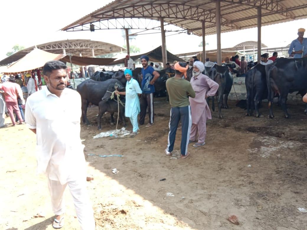 Bathinda farmers show scant regard to ban on cattle fairs