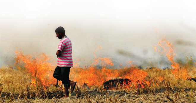 Haryana sees 217 cases of stubble-burning in one day, max this season