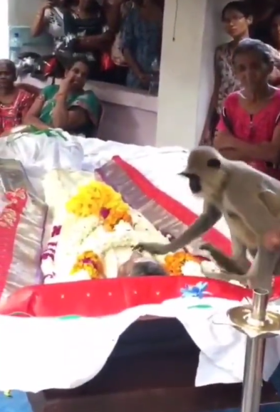 Watch: Monkey attends funeral of man who used to feed him, tries to wake him up; leaves internet teary-eyed