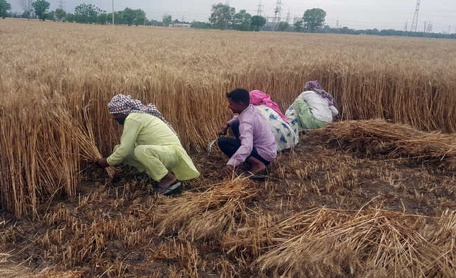 Don’t harvest paddy at night, administration tells farmers