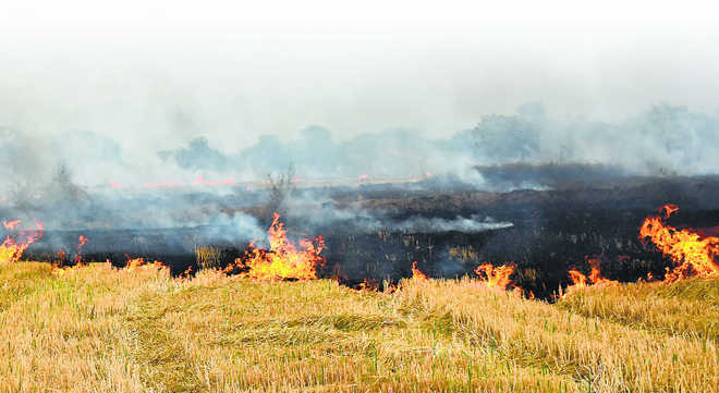 In Haryana, 250 stubble-burning cases in a day