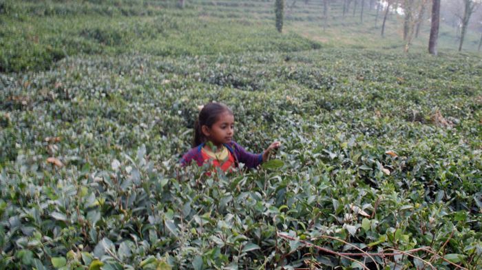 1 lakh saplings, cheaper machinery, Himachal readies plan to boost tea plantation