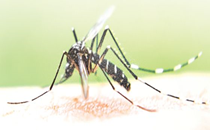 Human trials of dengue vaccine on the anvil