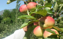 Kashmiri apples make it to Gulf supermarkets