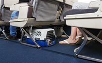 Akasa Air to allow pets in cabin from next month