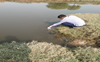 Panchayati Raj Dept fined ~2.3 cr over Ghaggar pollution