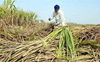 Punjab Govt may hike cane SAP by Rs 20-30/quintal