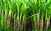 Will intensify protest, warn cane growers