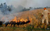 Punjab sees nearly 1,900 farm fires on Saturday
