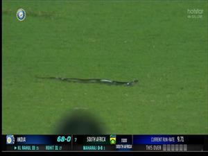 Snake interrupts play during second India-South Africa T20I
