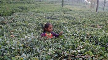 1 lakh saplings, cheaper machinery, HP readies plan to boost tea plantation