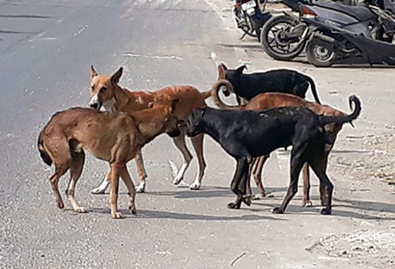 Ban 23 Ferocious Dog Breeds: Centre's Directive to States Amid Pet