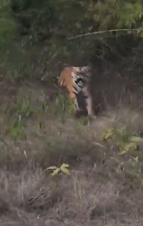 Video: Tiger plunges towards tourists during a jungle safari giving heart-stopping moments
