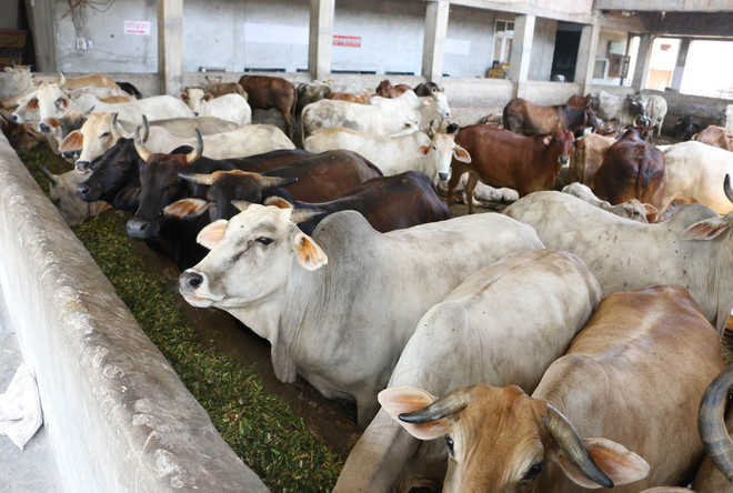 Neck sensor developed for better health of cattle