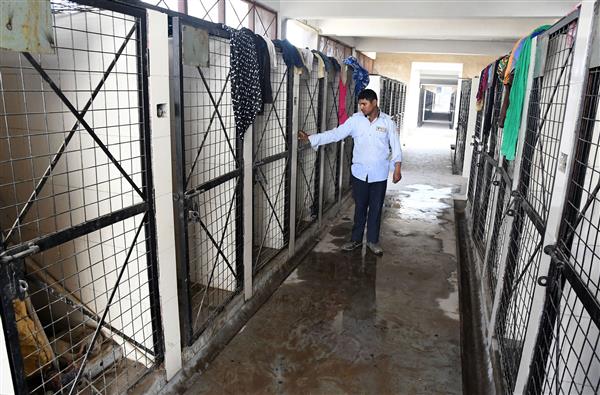 Chandigarh: New dog pound to be up & running by March