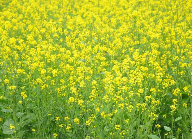 Environmentalists write to Bhagwant Mann govt against GM mustard