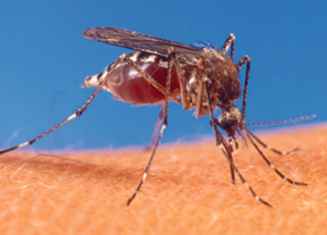 13 test positive for dengue in Jalandhar district, tally rises to 388