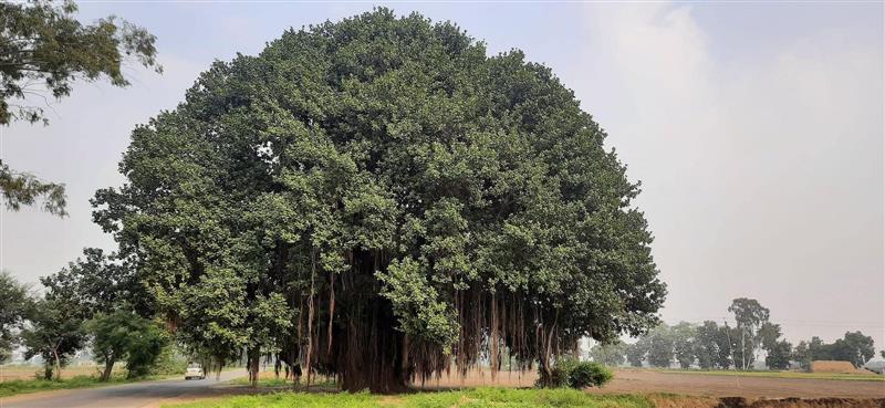 Amritsar: Support grows to prevent axing of century-old Bohar tree