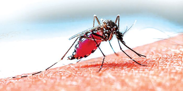 Mosquitoes carrying ‘twin viruses’, causing co-infection