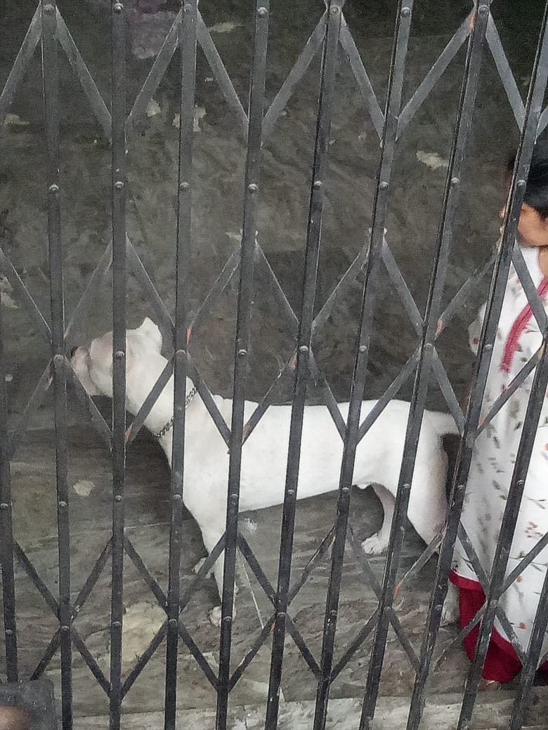 Gurugram’s dog attack victim awarded Rs 2 lakh compensation; consumer forum bans 11 foreign dog breeds