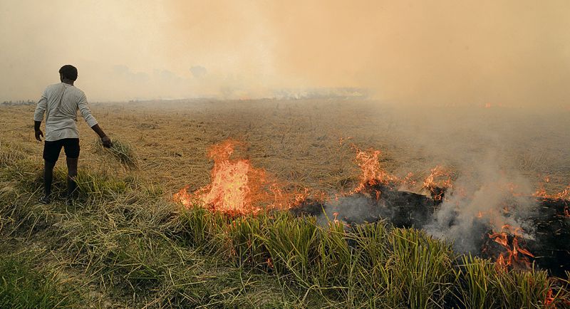 Need political will to curb stubble burning