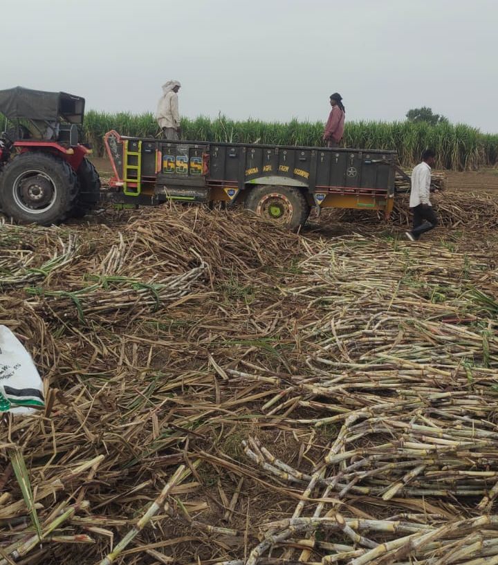 Ambala: Farmers demand sugarcane  SAP hiked to Rs 400/quintal