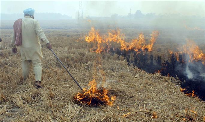 Punjab farmers upbeat, officials upset over 'amnesty' in farm fire cases