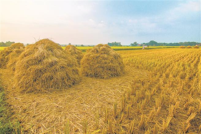 Ludhiana: Mill owner held for selling paddy from other states