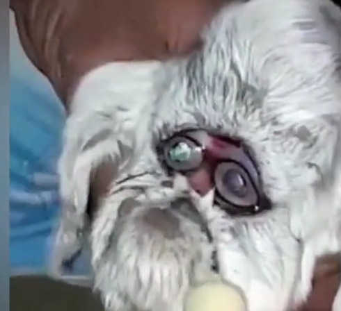 dog born with human face