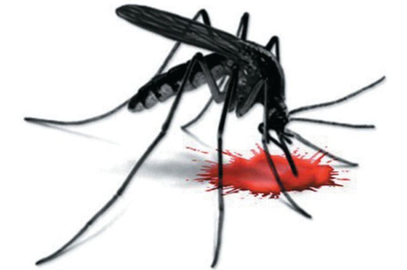 Patiala district reports 6 fresh cases of dengue
