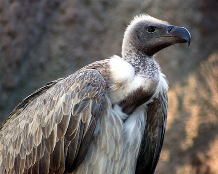 Kangra vulture project to be extended to nine districts : The Tribune India