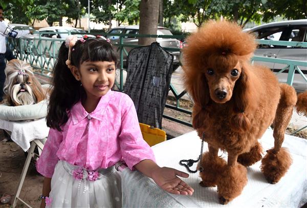 Pets have a field day at Panchkula dog show