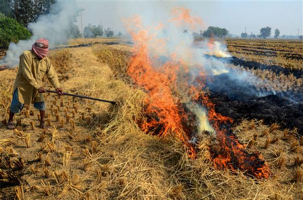 No challan issued for farm fires in Muktsar