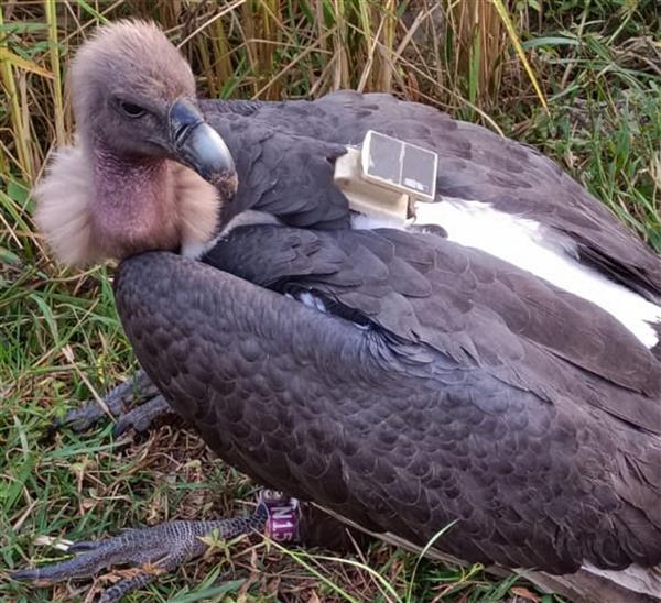 Missing rare white-rumped vulture from Nepal found in Bihar; had gone off radar despite being radio tagged