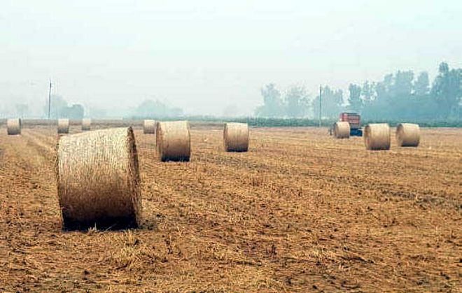 Punjab to supply paddy straw to Kerala, will be used as dry fodder
