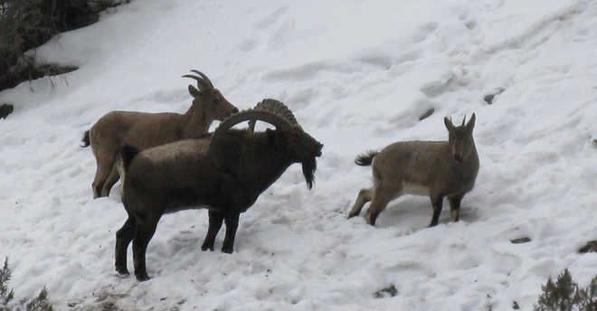 Ibex rescued in Lahaul-Spiti