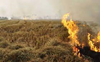 Haryana reports 11 farm fires