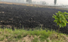 Punjab records 604 farm fires, air quality takes hit