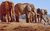 Eight elephants reach national park in Paonta