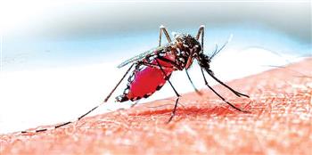 Mosquitoes carrying ‘twin viruses’, causing co-infection