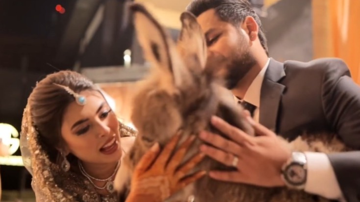‘Gadha hee kyun’: Pakistani groom gifts bride ‘donkey’ on their wedding; don’t miss her priceless reaction : The Tribune India
