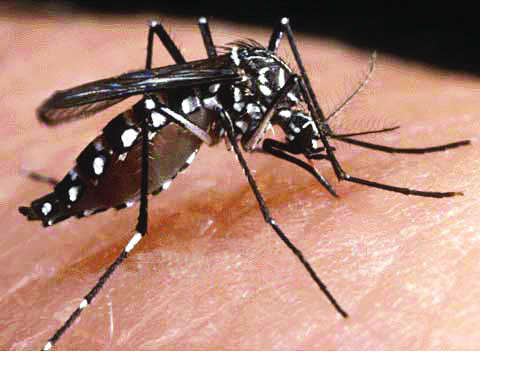 Karnataka on alert as 1st case of Zika virus surfaces