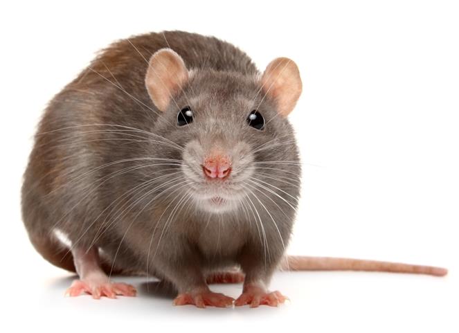 Forensic report of rat allegedly killed by drowning in UP suggests rodent died due to lung infection