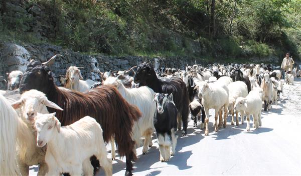 Goat farmers apprised of scientific breeding practices