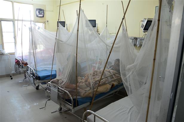 Dengue cases up, tally rises to 1,830 in Ludhiana