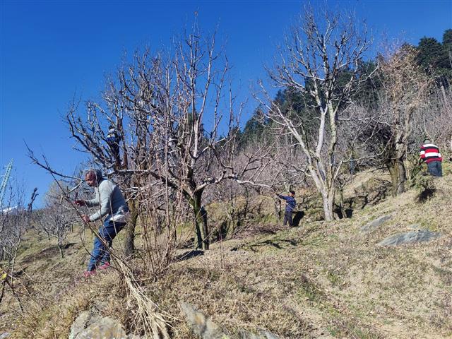 Dry spell worries Mandi, Kullu farmers & apple orchardists