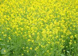 Scientists, experts challenge govt’s GM mustard yield data