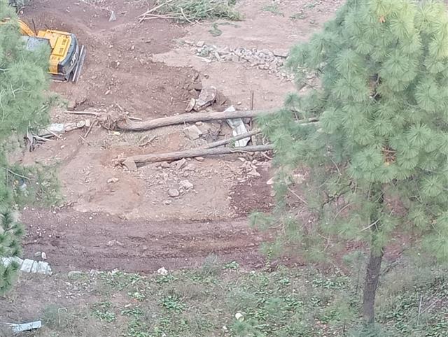 Real estate firm 'chopped' more trees than permitted in Kasauli